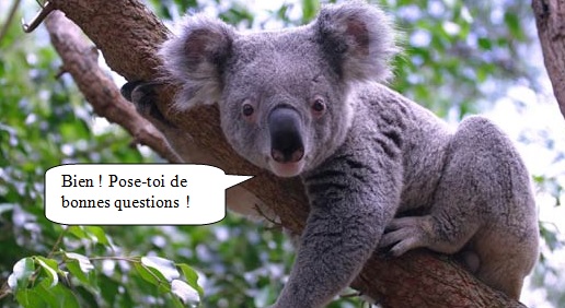 Koala